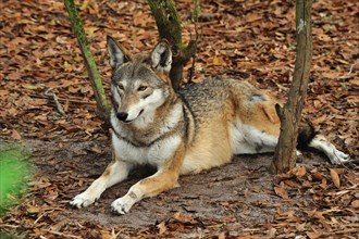 Red Wolf, Canis rufus, Florida (captive)