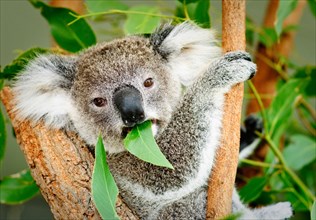 SYDNEY, Australia - SYDNEY, Australia - A koala sitting in a tree eating a gum leaf and looking directly at the camera.