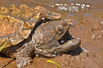Alligator snapping turtle, Macrochemys temminckii, native to southern US waters