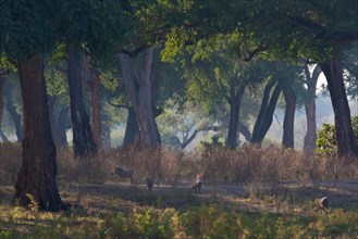 Scenic view of warthog feeding in the Feidherbia woodlands at Mana Pools