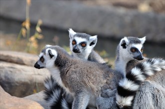Ring-tailed Lemurs - Lemur catta