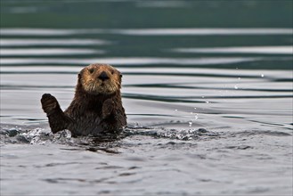 Sea otter, Enhydra lutris, belongs to the weasel family, photographed of the west coast of northern Vancouver Island, British Co