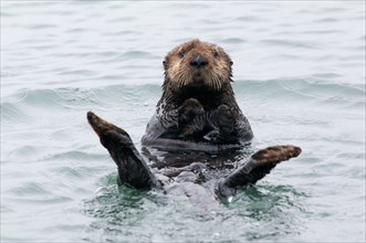 A California Sea Otter (Enhydra lutris nereis) floating on its back in Elkhorn Slough, Monterey County, California.