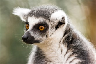 Ring-tailed lemur, Hira maki or Lemur catta Strepsirhine is a primate endemic to the island of Madagascar