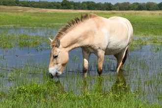 Przewalski's horse / Equus ferus przewalskii