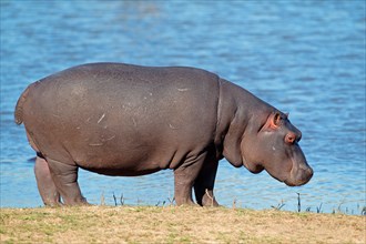 Hippopotamus (Hippopotamus amphibius), South Africa