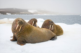 Greenland Sea, Norway, Svalbard Archipelago, Spitsbergen. Walrus, Odobenus rosmarus, group of adults rest on floating sea ice