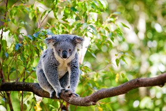 Cute Australian koala in its natural habitat of gumtrees