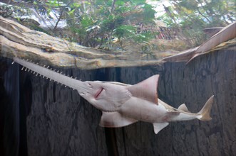 Sawfish in Aquarium