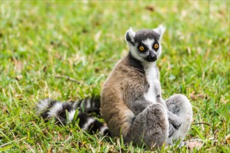 Lemur Catta (Maki) in the Nahampohana reserve, Madagascar