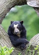 Spectacled bear resting on a tree