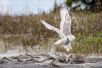 A snowy owl (Bubo scandiacus) in flight at Little Talbot Island State Park, Florida, USA.