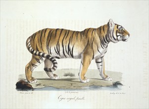 Panthera tigris tigris, Bengal tiger