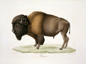 Bison bison, American bison
