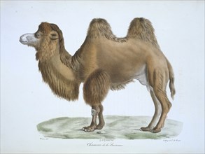 Camelus bactrianus, bactrian camel