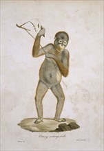 Pongo pygmaeus, orangutan