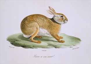 Lepus europaeus, European brown hare