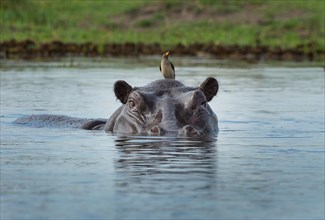 Oxpecker on Hippo (Hippopotamus amphibius)