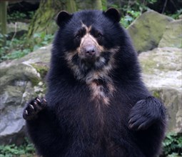 Mature male South American Spectacled or  ndean bear (Tremarctos ornatus) close-up, paws lifted up in the air