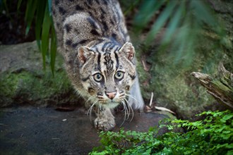 A view of a captive Fishing Cat (Prionailurus viverrinus), a medium-sized wild cat native to South and Southeast Asia.