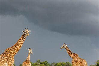 Three Masai Giraffes (Giraffa camelopardalis tippelskirchi) walking with a dark sky in background.