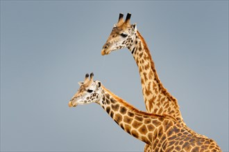 Male and female Masai giraffe (Giraffa camelopardalis tippelskirchi) during courtship with dark sky in background.