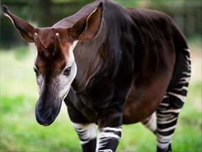 The okapi (Okapia johnstoni), known as the forest giraffe or zebra giraffe, is a close relative to the giraffe.