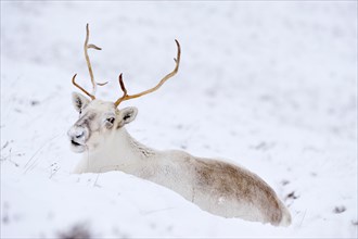 Reindeer - Rangifer tarandus