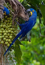 Hyacinth Macaw (Anodorhynchus hyacinthinus) feeding on palm nuts, Pantanal, Mato Grosso State, Brazil