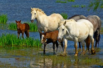 Camargue horse (Equus przewalskii f. caballus), herd of horses in the water, France, Camargue