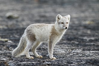 Arctic fox (Vulpes lagopus) in summer coat, Svalbard, Norway