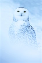 Snowy owl (Bubo scandiacus) sitting in the snow