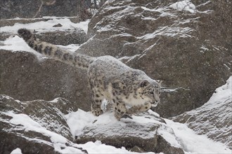 Snow Leopard- A young snow leopard takes a leap from a rock onto an unexpecting fellow snow leopard