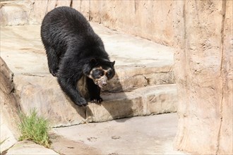 Andean Bear or Spectacled Bear at San Diego Zoo.