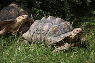 African spurred tortoise (Centrochelys sulcata), also known as the sulcata tortoise at Usti nad Labem Zoo, Czech Republic.