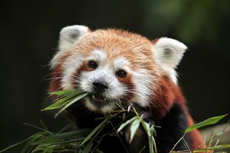 Red panda (Ailurus fulgens) eats bamboo at Chomutov Zoo in Chomutov, North Bohemia, Czech Republic.