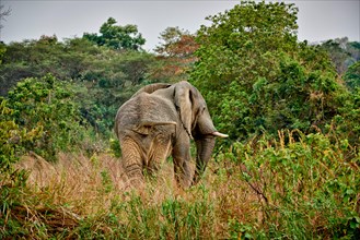 African bush elephant, Loxodonta africana, Murchison Falls National Park, Uganda, Africa