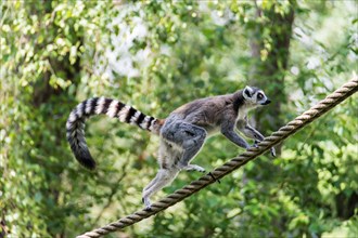 Ring-tailed lemur (lemur catta) jumping of rope