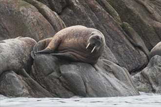 Walrus, Odobenus rosmarus, hauled-out on rocks, Baffin Island, Canadian Arctic.