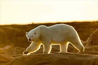 Canada, Nunavut Territory, Setting midnight sun lights Polar Bear (Ursus maritimus) walking along rocky shoreline by Hudson Bay