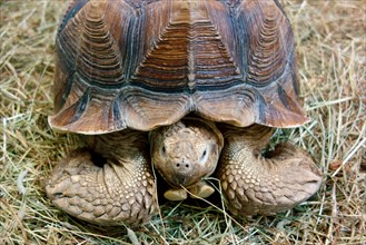 The African spurred tortoise (Centrochelys sulcata), also called the sulcata tortoise