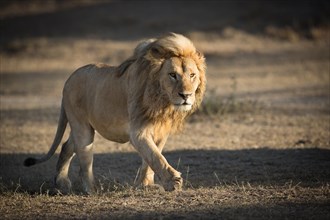 Male African Lion with a beautiful mane walking in the Serengeti National Park Tanzania