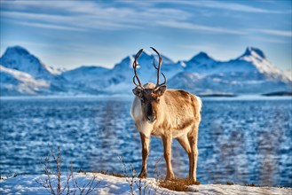 Reindeer, Rangifer tarandus, at sea with mountain landscape on the island Senja, Troms, Norway, Europe