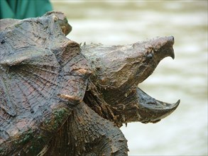 A U.S. Fish & Wildlife officer holds a Alligator Snapping Turtle at Cahaba River National Wildlife Refuge in Bibb County, Alabama.