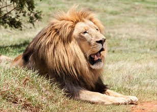 Male lion with beautiful mane relaxing in the African sun