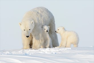 Polar bear mother (Ursus maritimus) walking on tundra with two cubs, Wapusk National Park, Manitoba, Canada