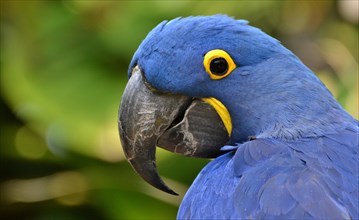 Hyacinth macaw (Anodorhynchus hyacinthinus), or hyacinthine macaw, is a blue parrot native South America's Amazon jungle.