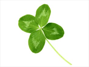 Lucky clover St Patrick Day irish holiday symbol isolated on white