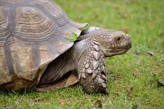 Closeup of African Spurred Tortoise (Centrochelys sulcata) seen of profile