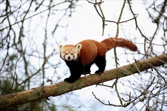 Red panda running on trunk, Ailurus fulgens